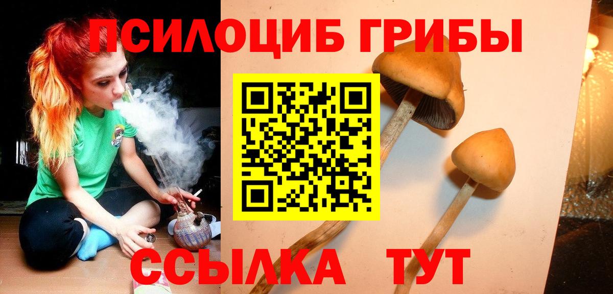 Галлюциногенные грибы Psilocybine cubensis Апатиты